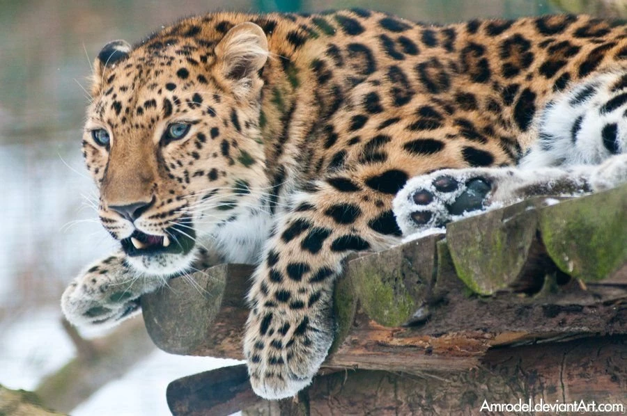 Snow Amur Leopard By Amrodel On DeviantArt Desktop Background