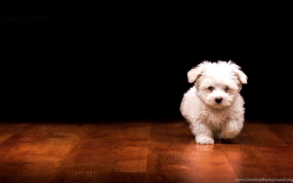 White Fluffy Puppy Wallpapers,Backgrounds,Pictures,Photos,Laptop ...