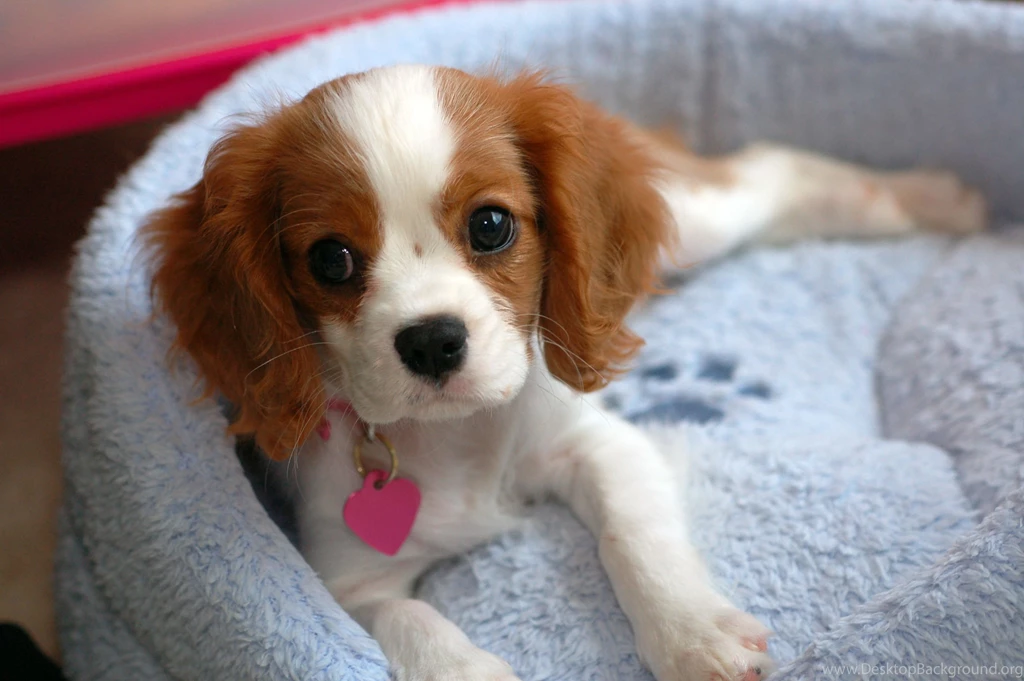 Baby Cavalier King Charles Spaniel Wallpaper.