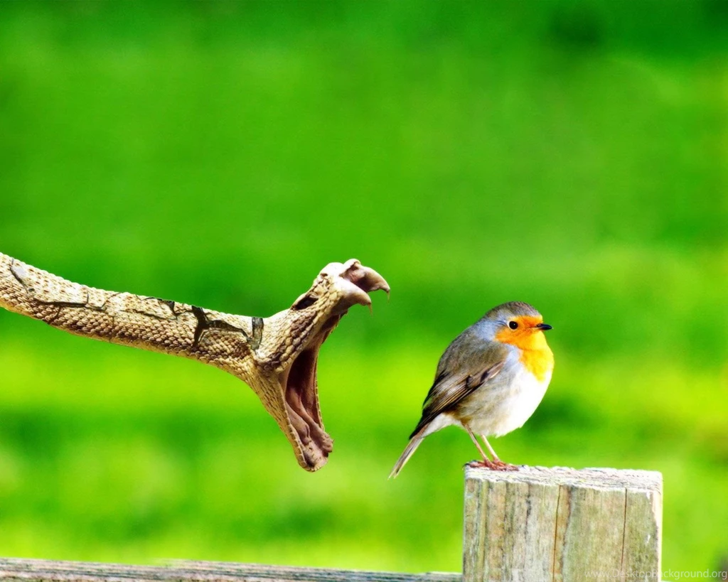 Bird Snack Wallpapers Desktop