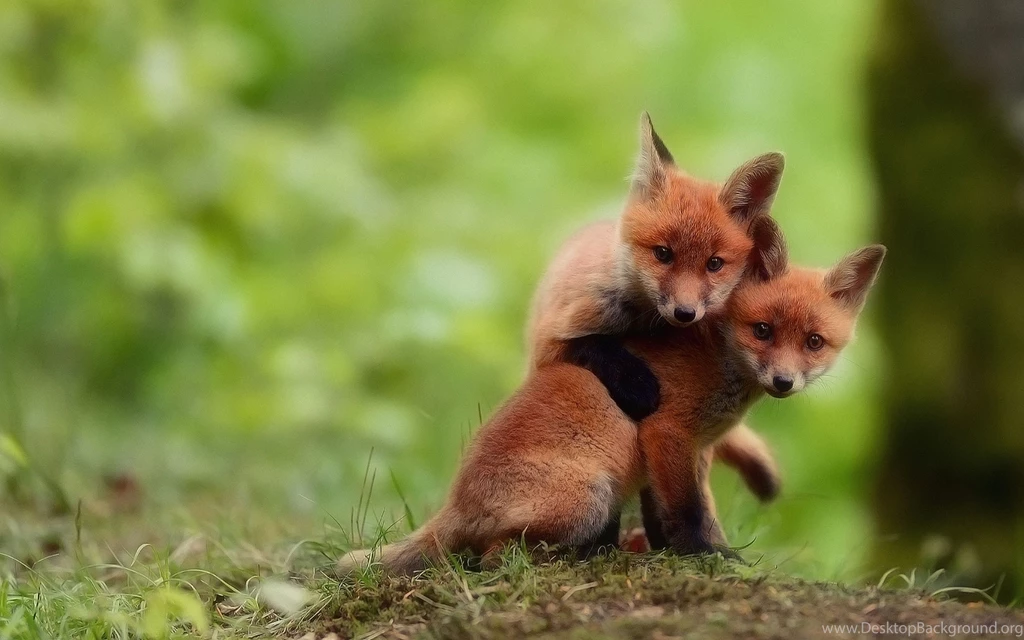 Fox Computer Wallpapers, Desktop Backgrounds