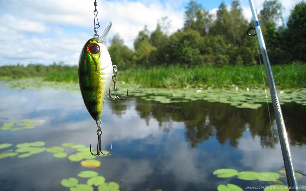 Fish Bait Fishing HD Wallpaper.jpg