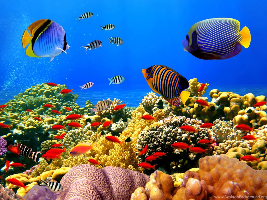 Colorful Fishes Wallpapers
