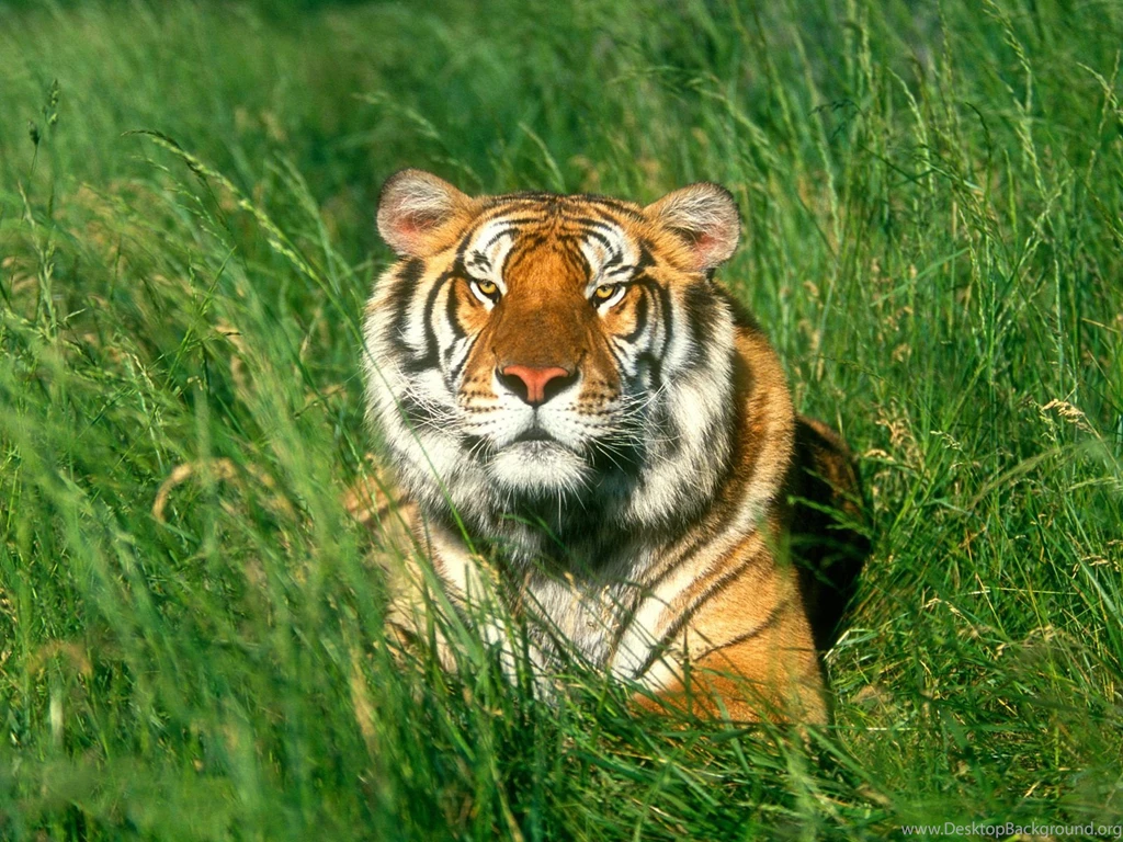 Siberian Tiger Boytoy_84 Wallpapers (36825744) Fanpop