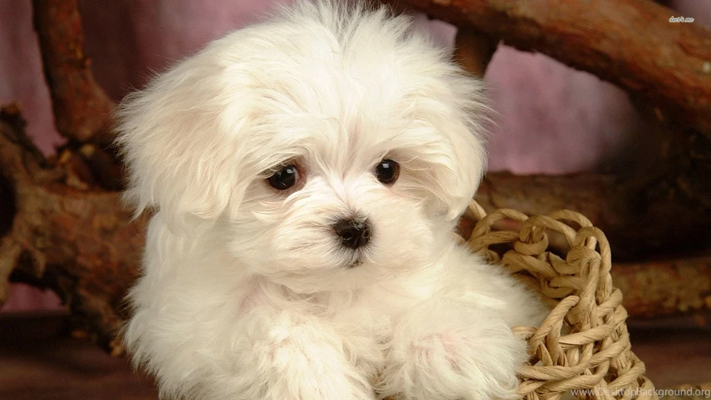 Cute Maltese Puppy Wallpapers Animal Wallpapers Desktop Background