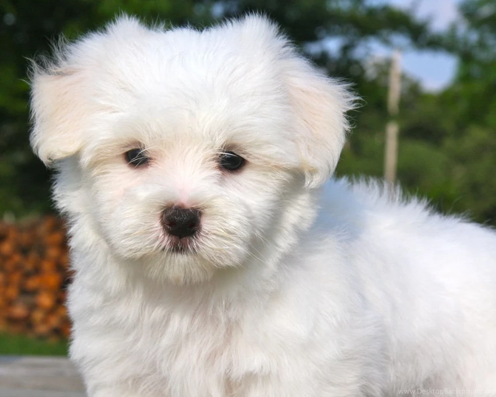 1600x900px Fluffy And Cute Puppy Wallpapers Desktop Background