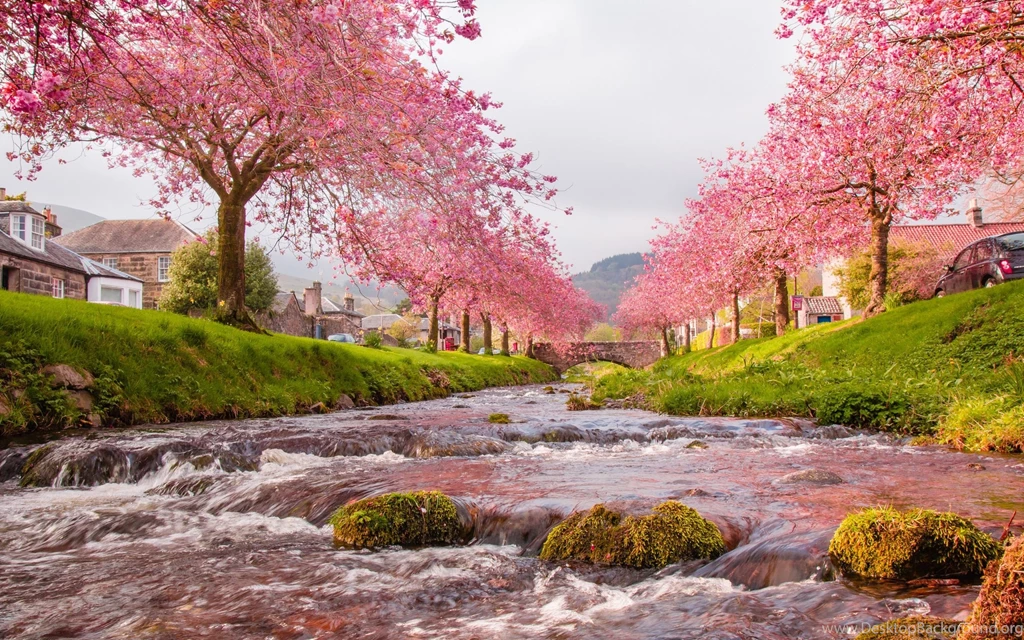 Sakura Trees Beautiful Landscape Wallpapers HD Download