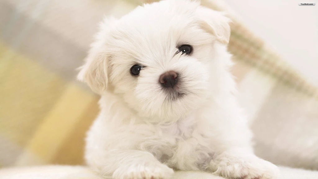 YouWall White Puppy Wallpapers Wallpaper,wallpapers,free ...