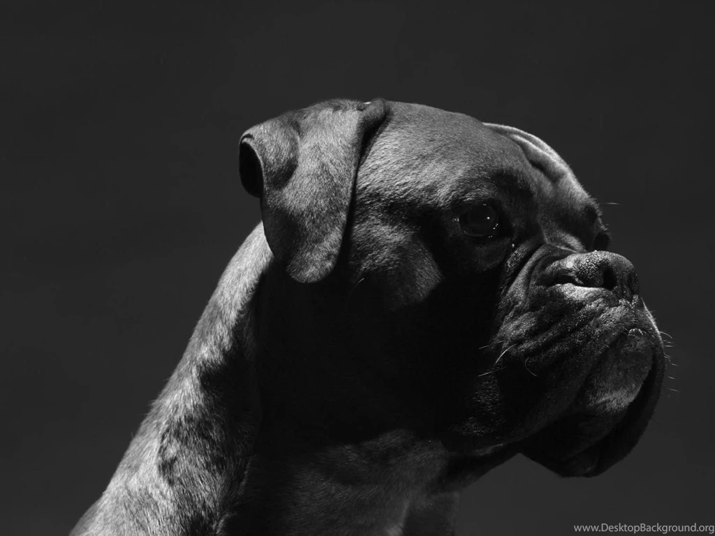 Black Puppy HD Wallpapers, Black Puppy Photos, New Wallpapers
