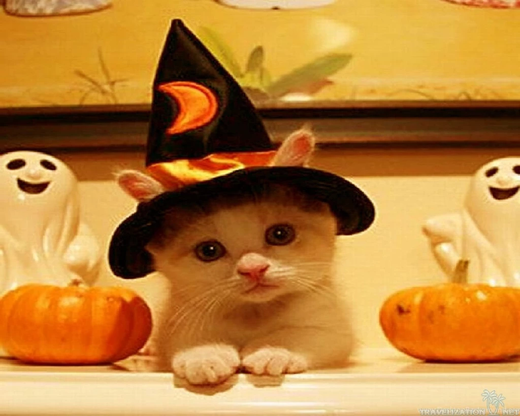 Really Funny Halloween Wallpapers