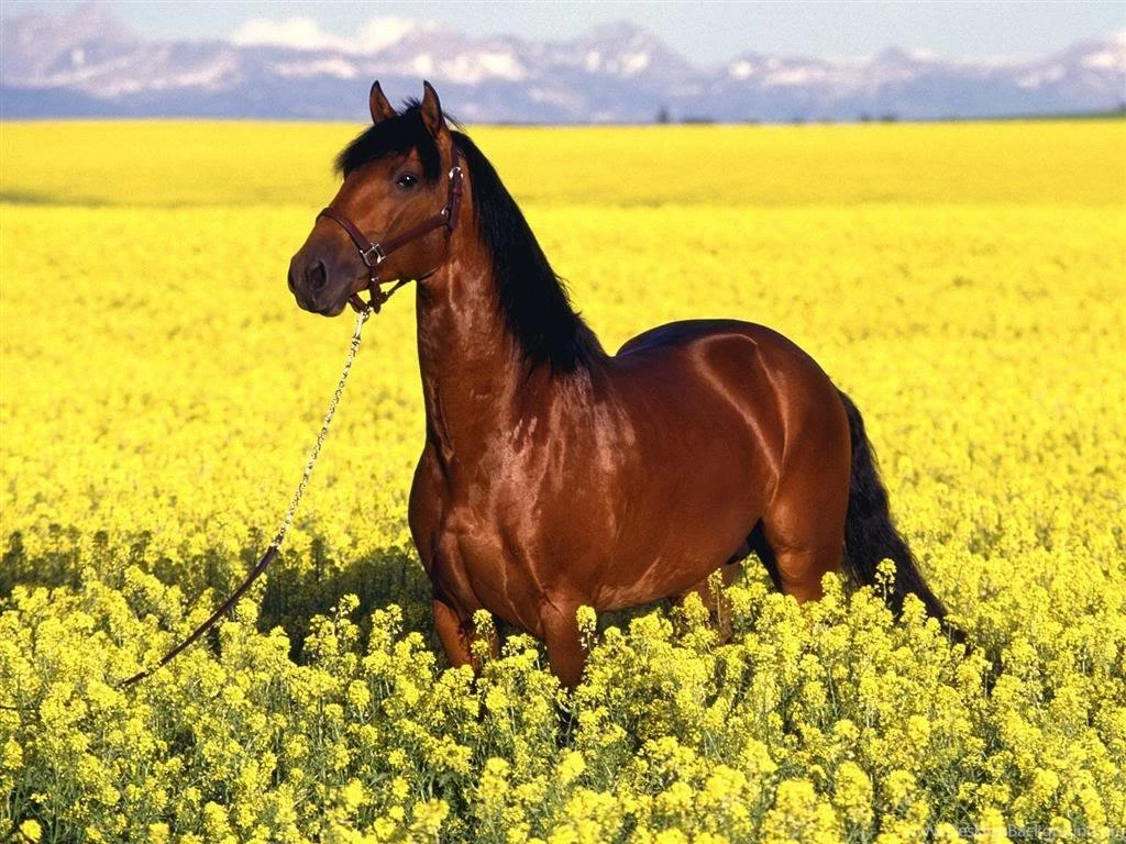 Animals wallpapers for desktop background 8.jpg