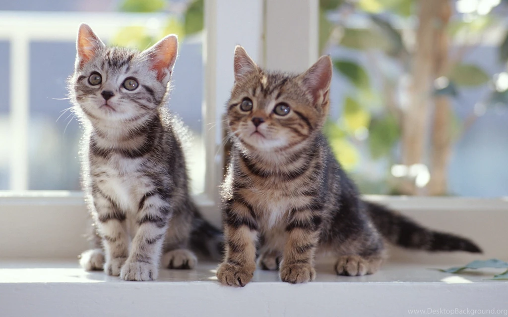 Cats Small Kittens Window Animal Animals Dwa Kotki Desktop ...