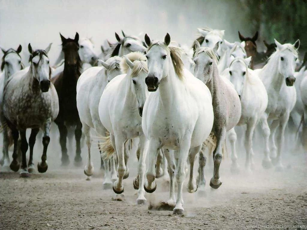 Desktop background pictures animals download.jpg