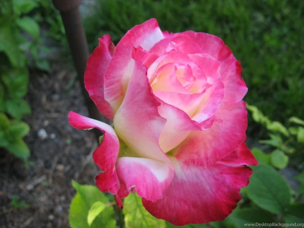 Best Flower Wallpapers Wallpapers HD Fine