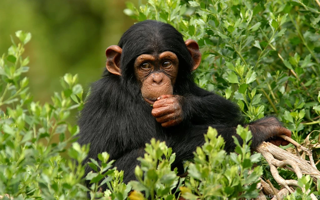 Cute Baby Monkeys Wallpaper.