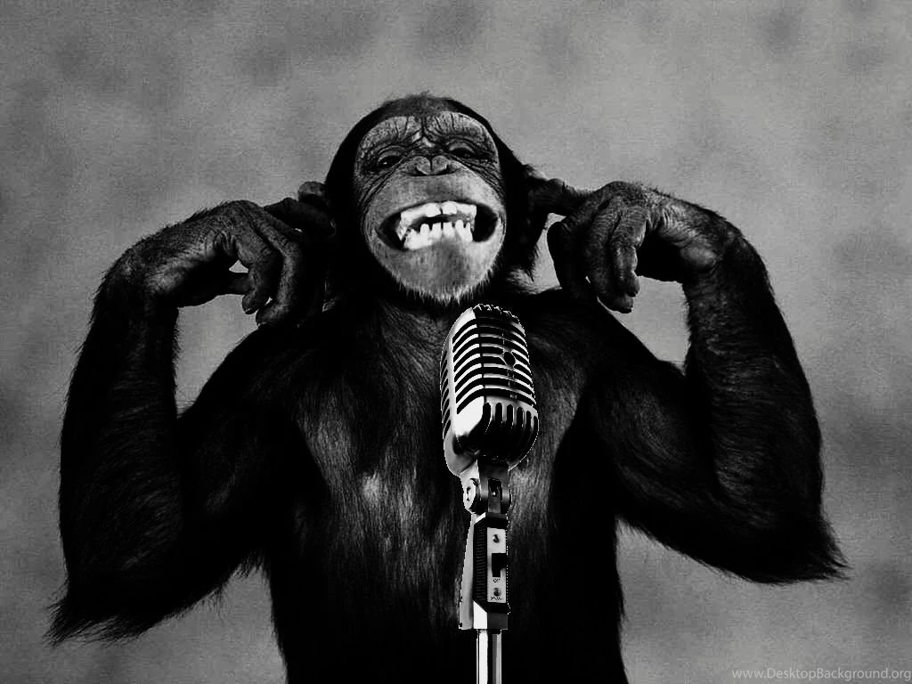 Funny Wallpapers Of Monkeys