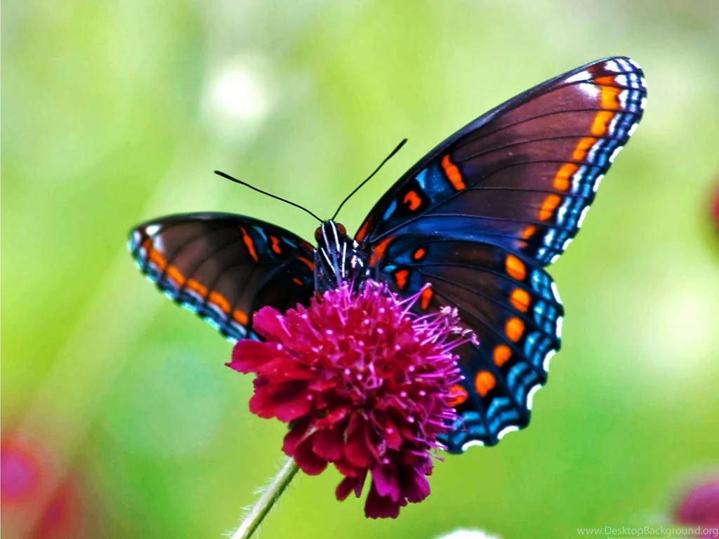 Desktop butterfly backgrounds free download.jpg