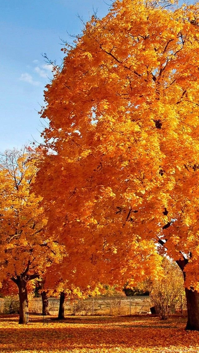 Wallpapers For Samsung Phones Free Fall Wallpapers / Iphone ...