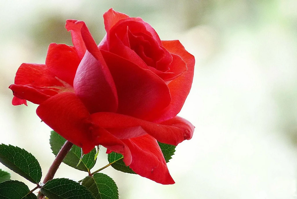 Pretty Red Rose (