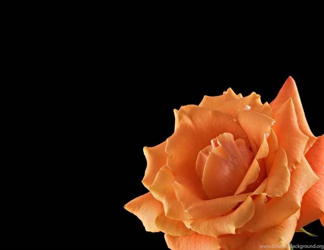Black Backgrounds Orange Rose Home Deco By Ely Paris