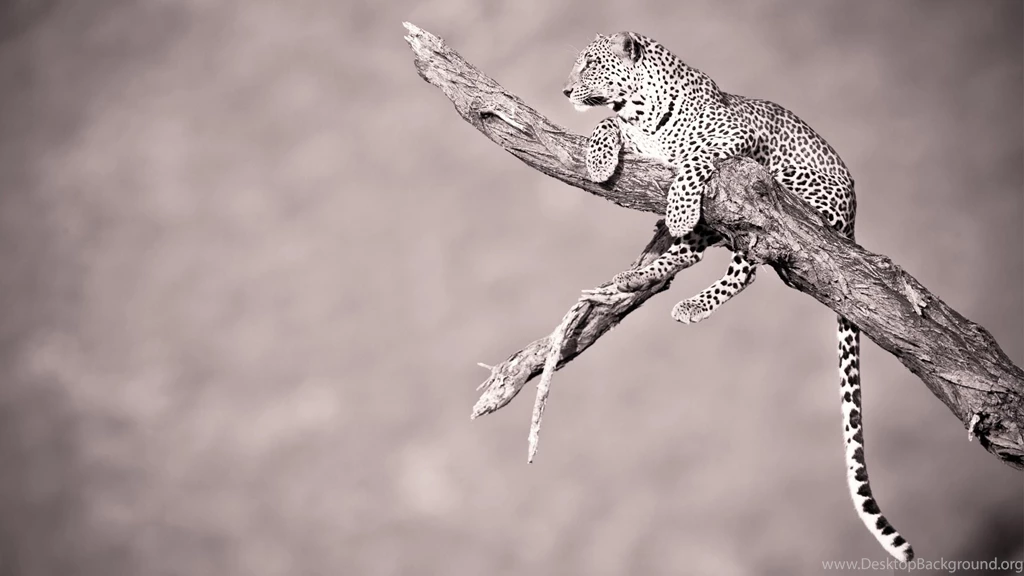 Jaguar Animal HD Wallpapers