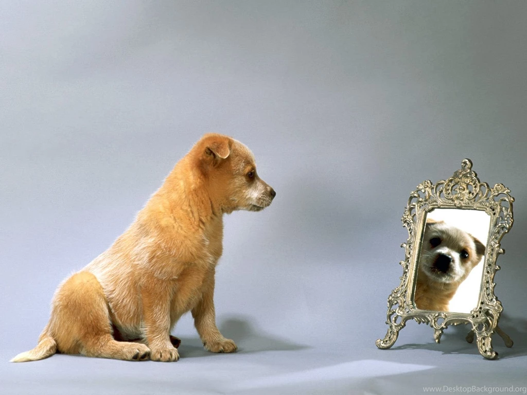Funny Dogs Reflect Wallpapers Free Download