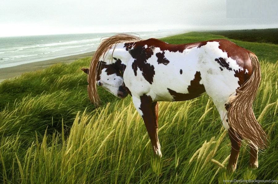 Paint Horse HD Wallpapers