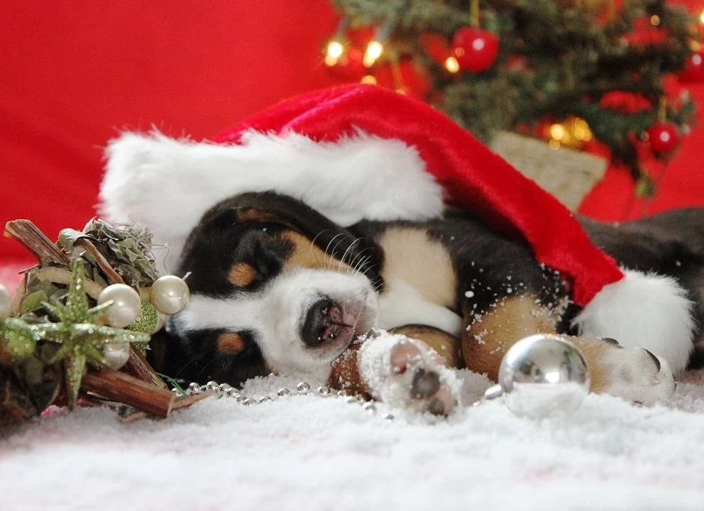 Christmas Dogs Pictures ~ Toptenpack.com