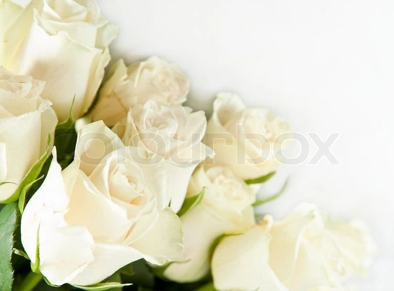 Beautiful Bunch Of White Rose On The White Backgrounds