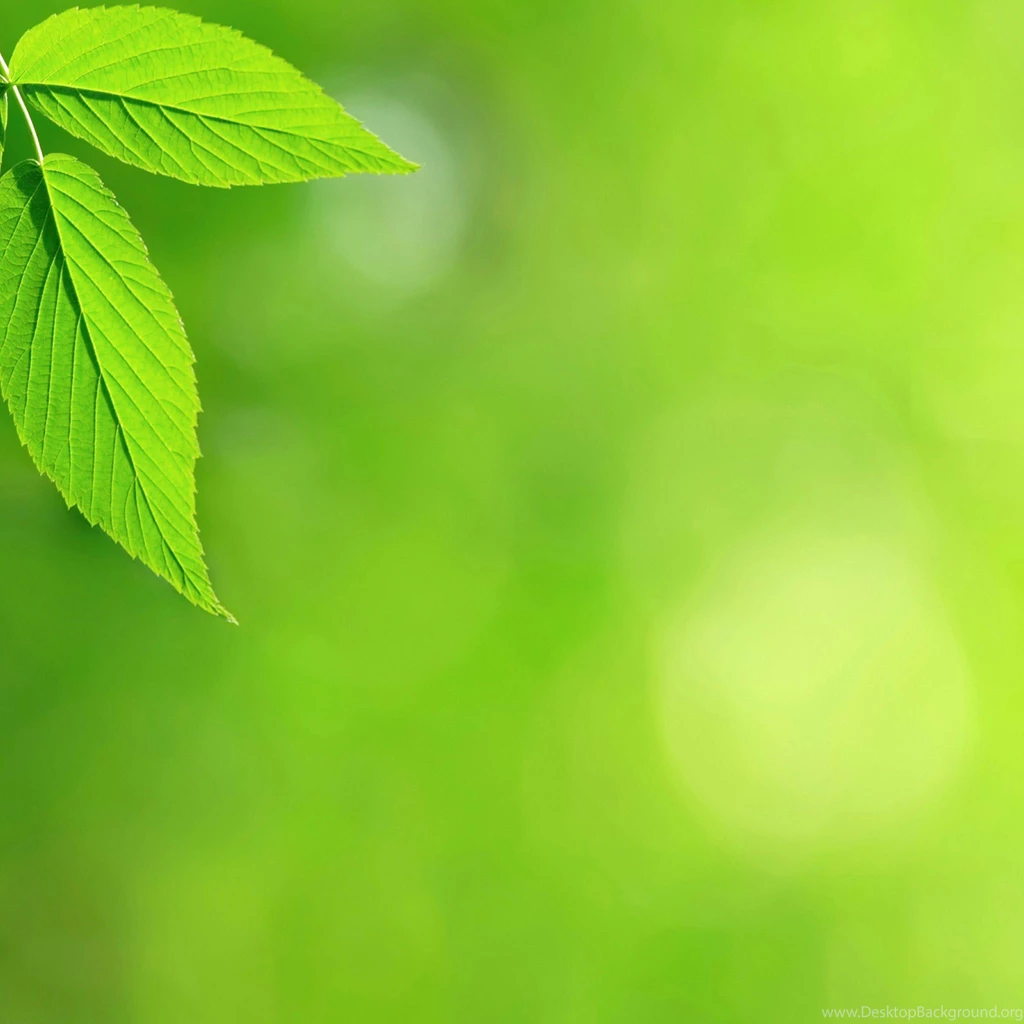 Leaf Full HD Wallpapers 10882 Amazing Wallpaperz