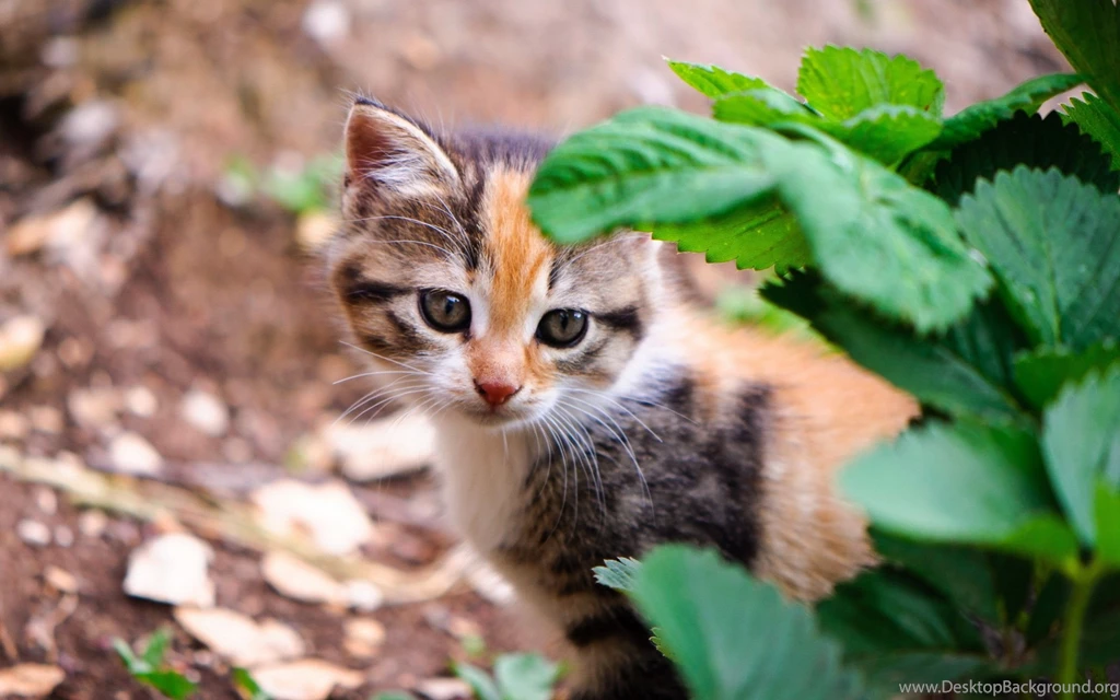 Cute Cat HD Wallpapers