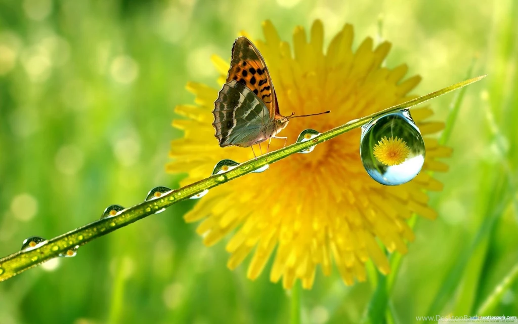 Crystal, Rain, Drop, Butterfly, HD, Wallpapers : Wallpapers13.com