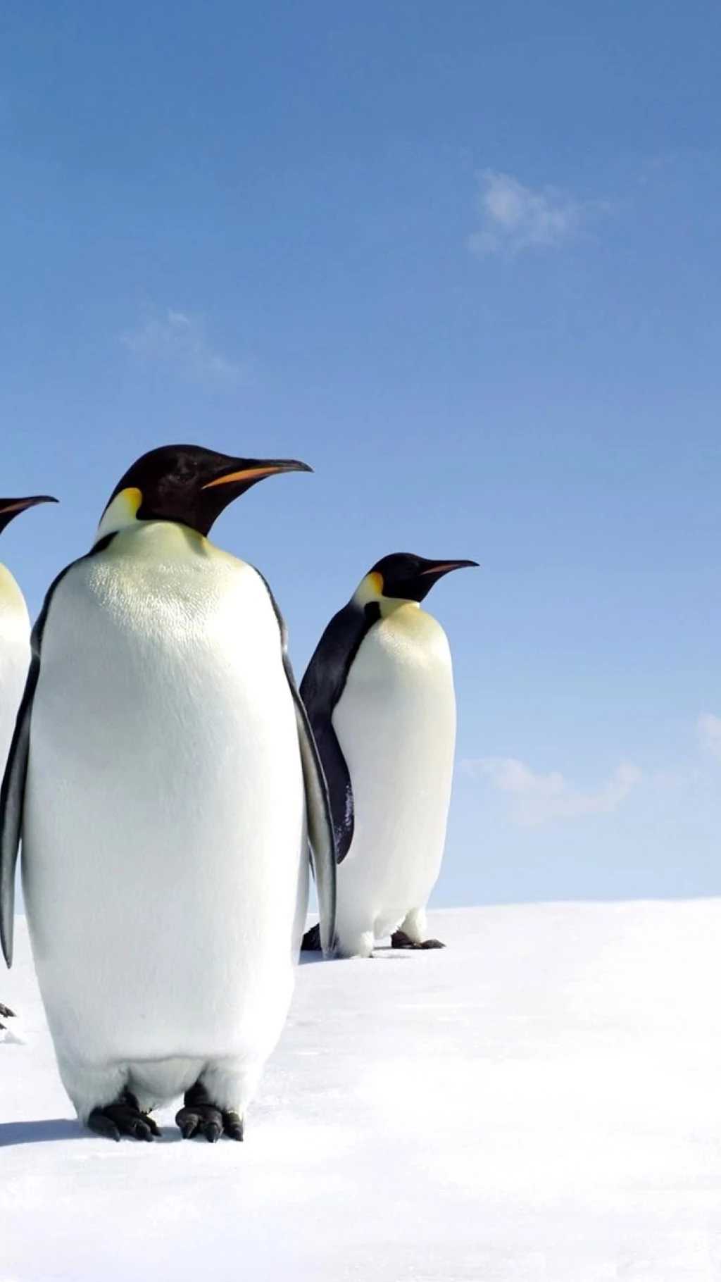 North pole penguins animals penguin iphone 6 plus 1080x1920 wallpaper.jpg