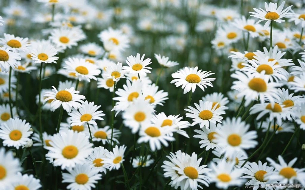 Daisy wallpaper 16 724409.jpg