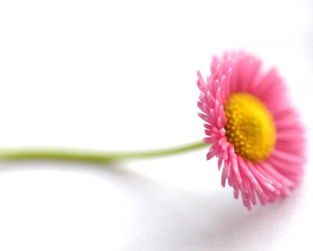 Beautiful Flower Wallpapers AtozWallpapers