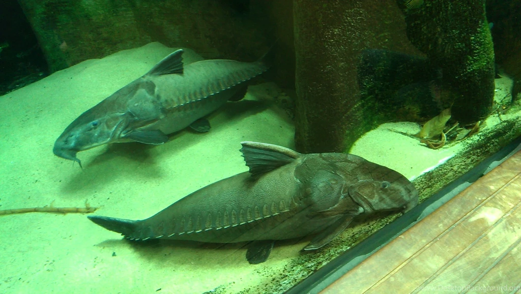Aquarium Armorhead Catfish Photo And Wallpaper. Cute Aquarium ...