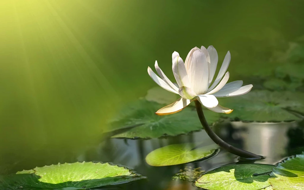Latest Nature HD Wallpapers Free Download