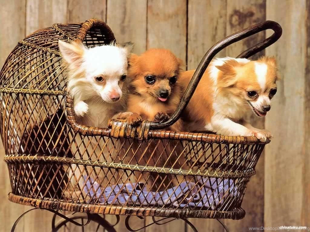 Cuties <3 Chihuahuas Wallpapers (13936023) Fanpop