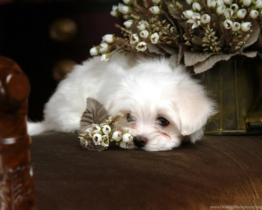 Desktop Wallpapers · Gallery · Animals · Bichon Frise