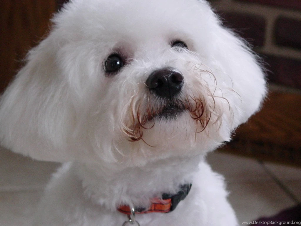 Dog Breed Bichon Frise Looking At Owner Wallpapers And Images ...