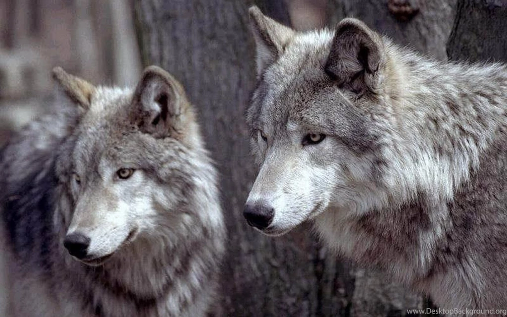White wolf