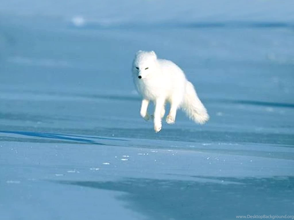 Arctic Fox Pictures, Diet, Breeding, Life Cycle, Facts, Habitat ...
