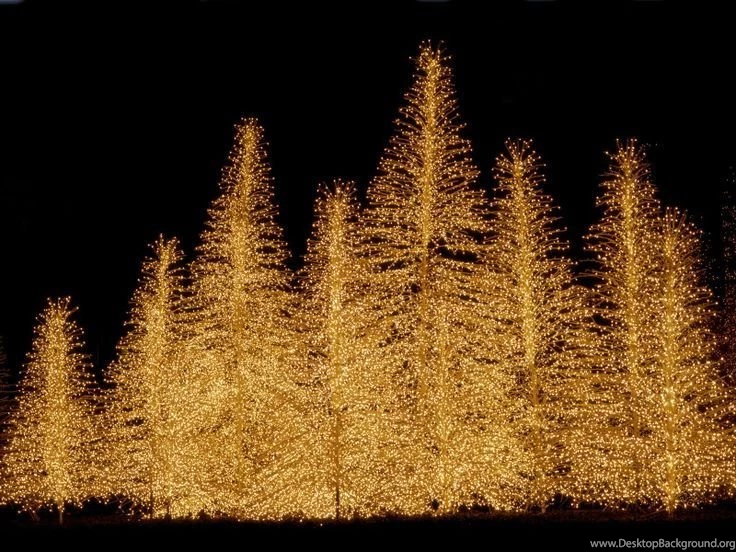 Beautiful Trees Wallpapers For Desktop