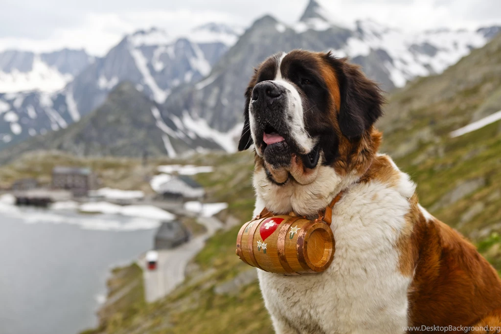ST BERNARD Dog Dogs Wallpapers