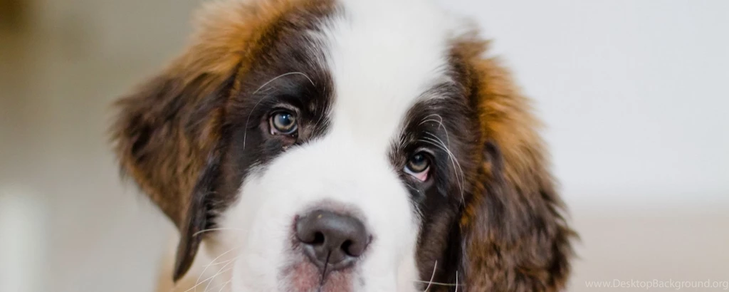 Download Wallpapers 2560x1024 Puppy, St Bernard, Face, Eyes Dual ...