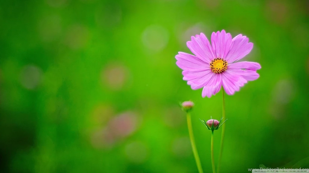 Pink And Green Backgrounds Wallpapers 241572
