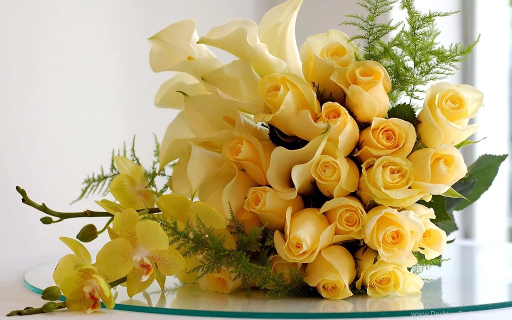 Yellow Rose HD Wallpapers