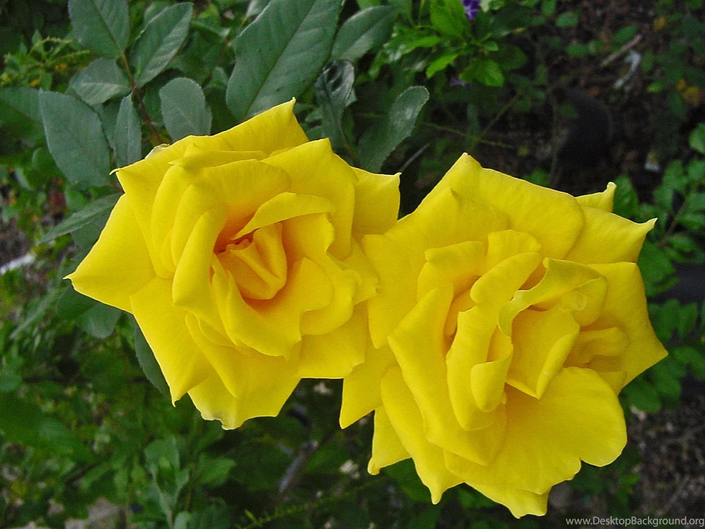 Beautiful Rose Flowers Images And Wallpapers Download