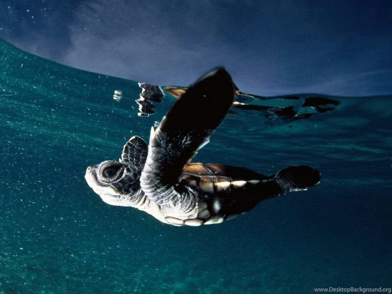 Nature Conservation 1 Free Wallpapers Hivewallpaper.com