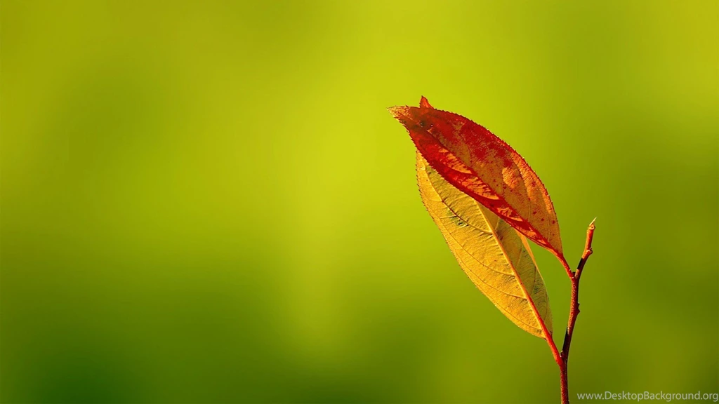 Caterpillar Macro Wallpapers ImgMob